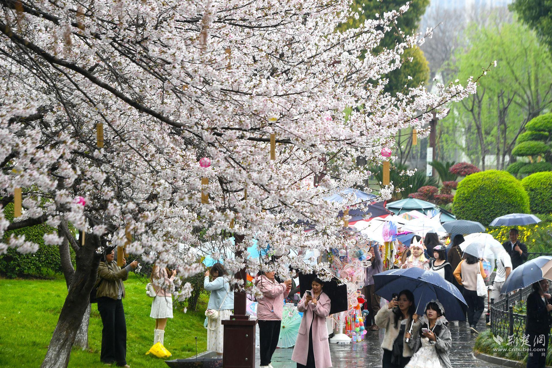 市民在堤角公園雨中賞櫻，1300余株櫻花按花期分為早、中、晚三期，紅粉白綠四色交織，花期可持續(xù)至四月上旬，游客總能找到心頭好.j